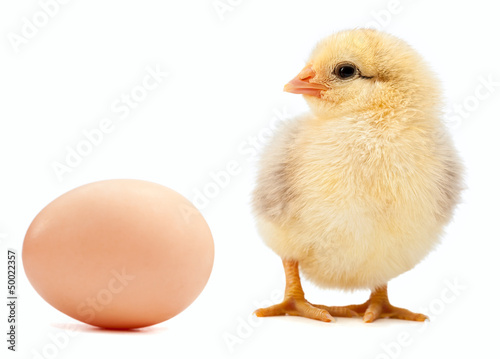 egg and chicken isolated on a white