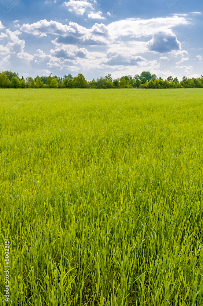 A field of green wheat under a cloudy sky, near Kiev in Ukraine