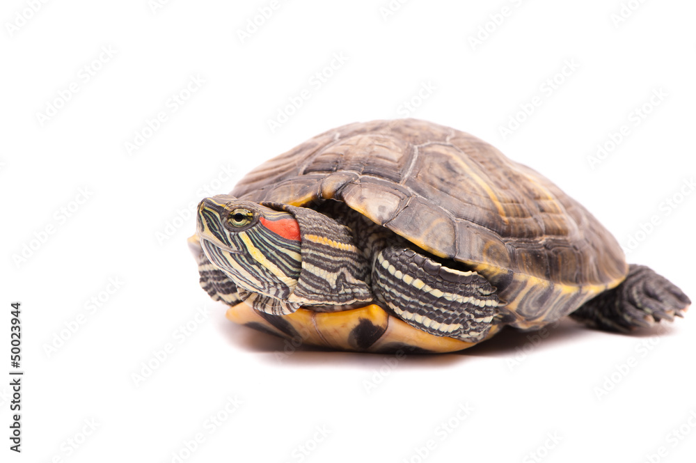 one Pond slider isolated on the white background one Pond slider isolated on the white background