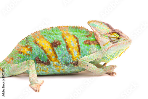 One Yemen chameleon © PBaishev