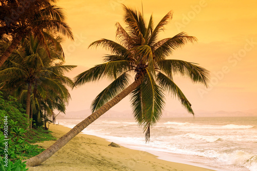 Palms on tropic island photo