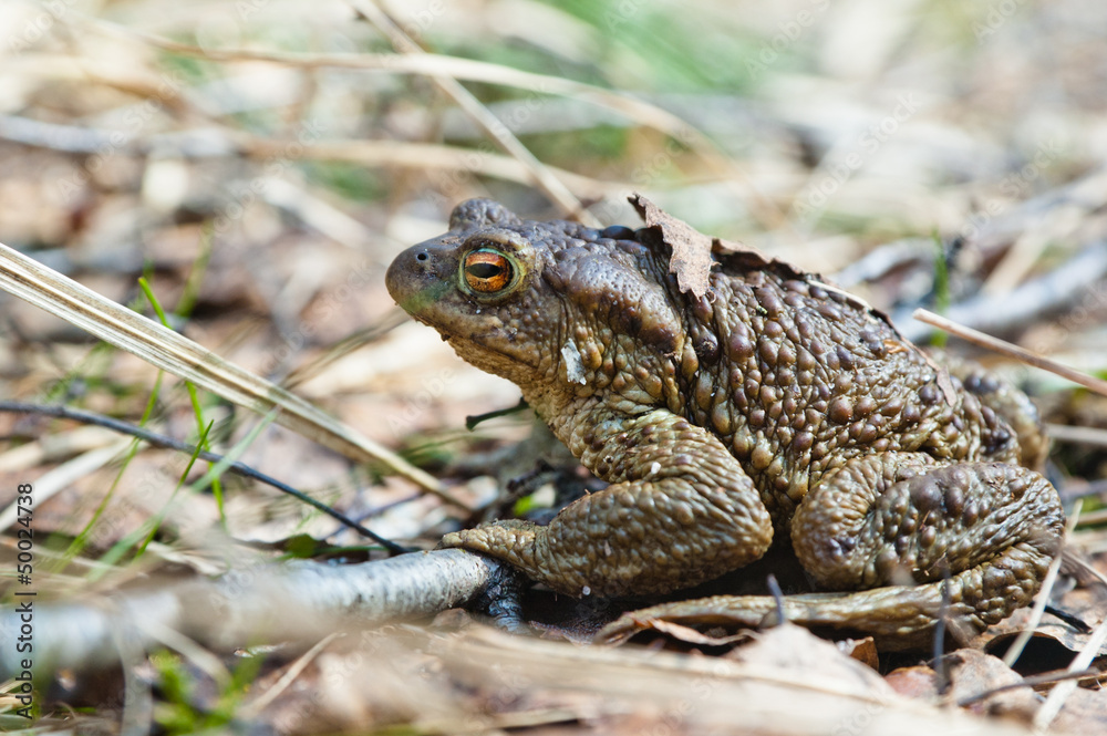 The toad who has woken up after hibernation The toad who has woken up after hibernation