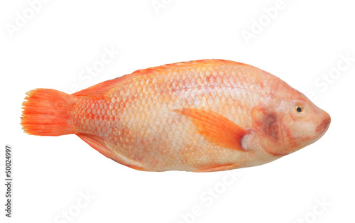 Red tilapia isolated on white background