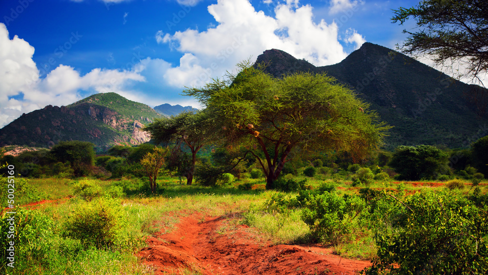 Fototapeta premium Red ground road, bush with savanna. Tsavo West, Kenya, Africa