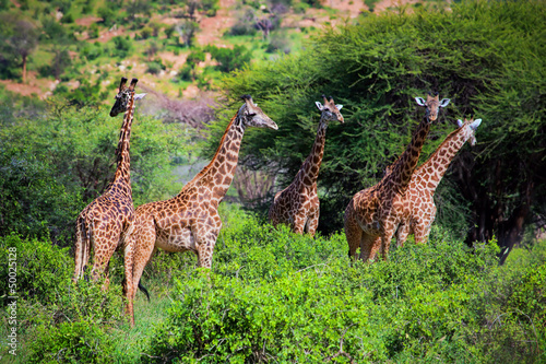 Photography Giraffes on savanna. Safari in Tsavo West, Kenya, Africa