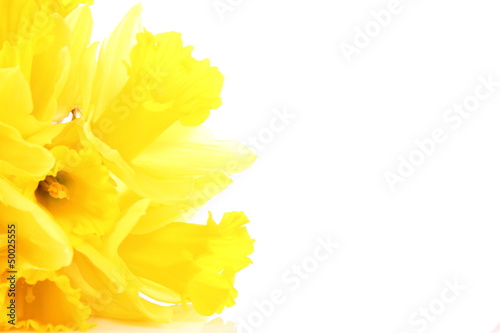 Daffodils in close up
