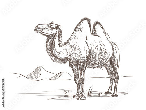 Camel