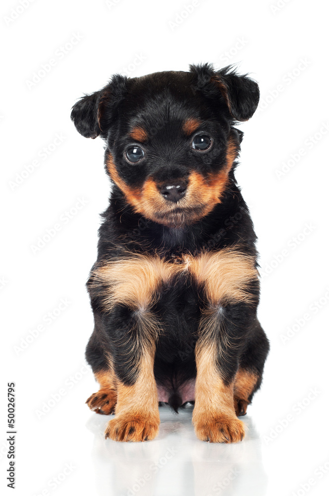 little black puppy portrait