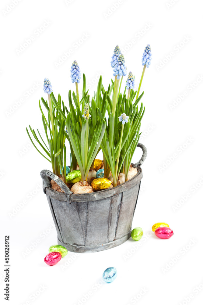 Fototapeta premium Muscari flowers and chocolate easter eggs