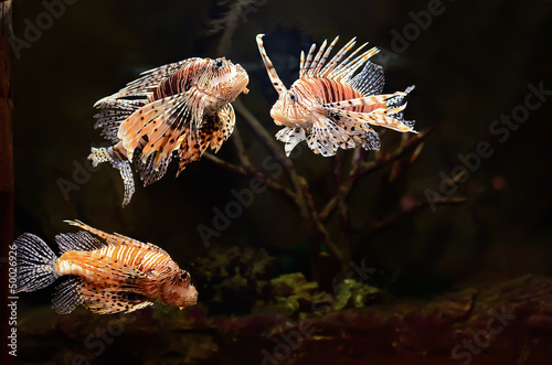 Red lion (Pterois miles) fish