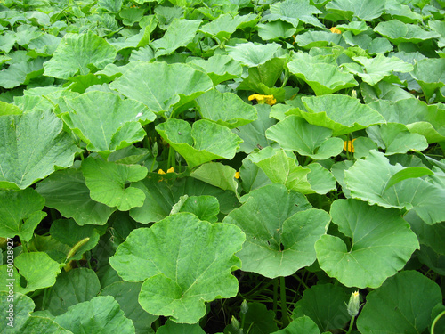Green bed of the leaves of pumpkin
