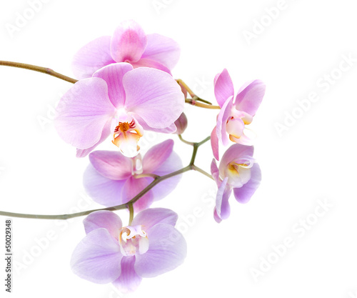orchid with reflection on white background close-up