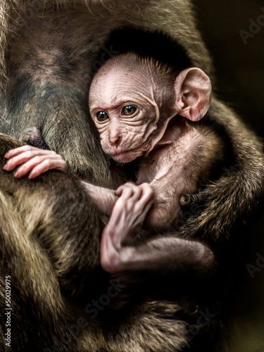 Baby monkey - Macacus mulatta also called the rhesus monkey