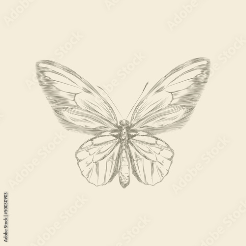 Vintage hand drawing butterfly vector eps 8