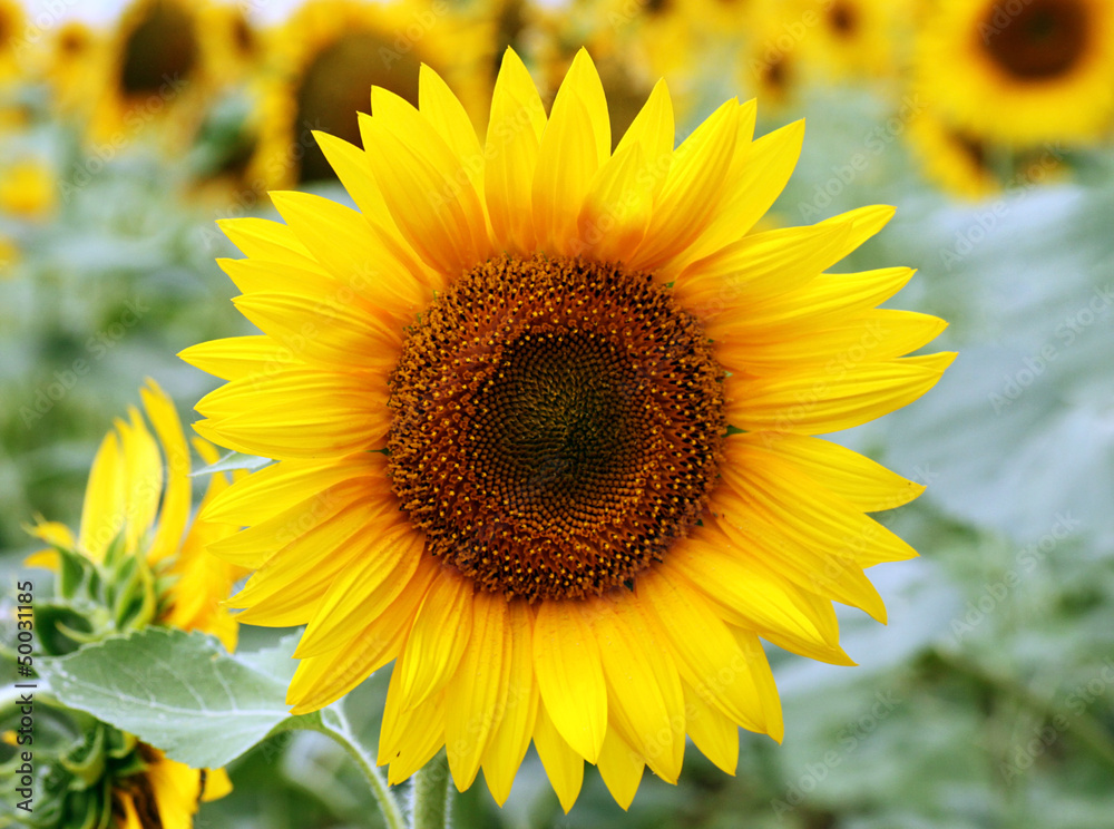 close up of sunflower head