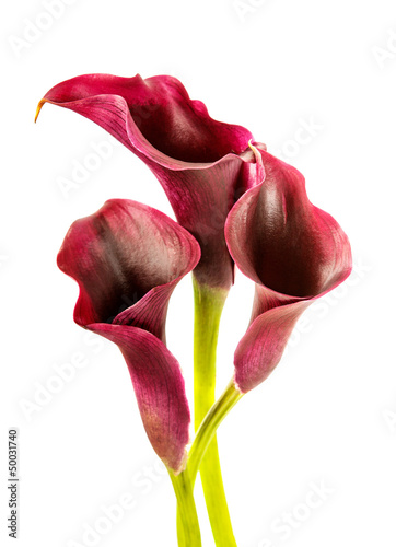 calla lilies