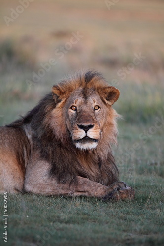 Male lion looking straight