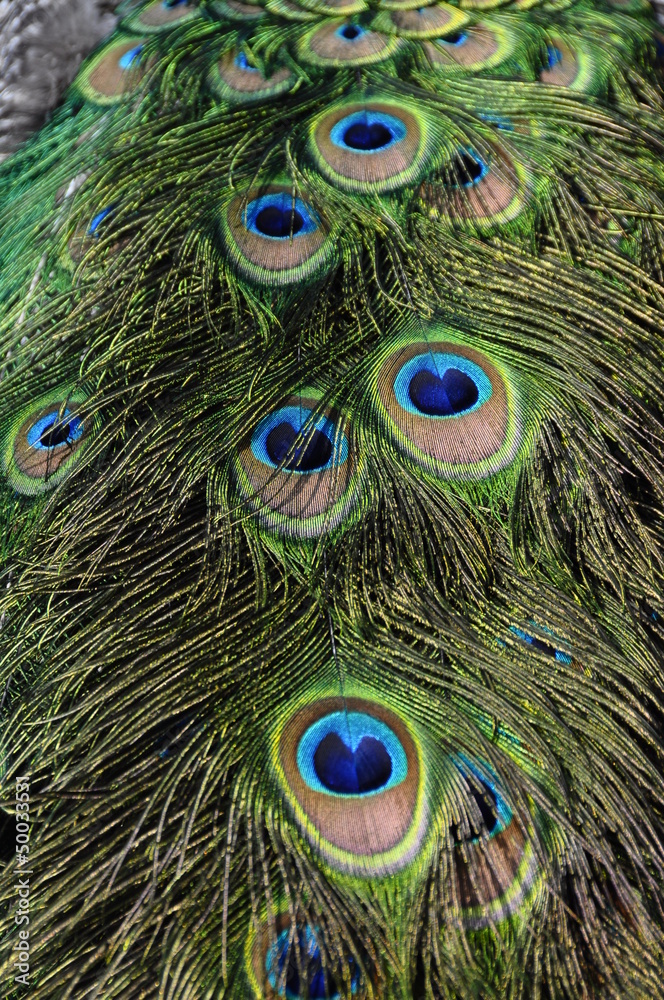 Fototapeta premium Close up of peacock feather
