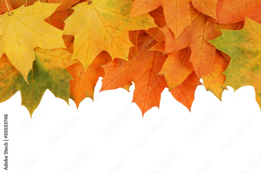 Maple leaves isolated on white - obrazy, fototapety, plakaty 