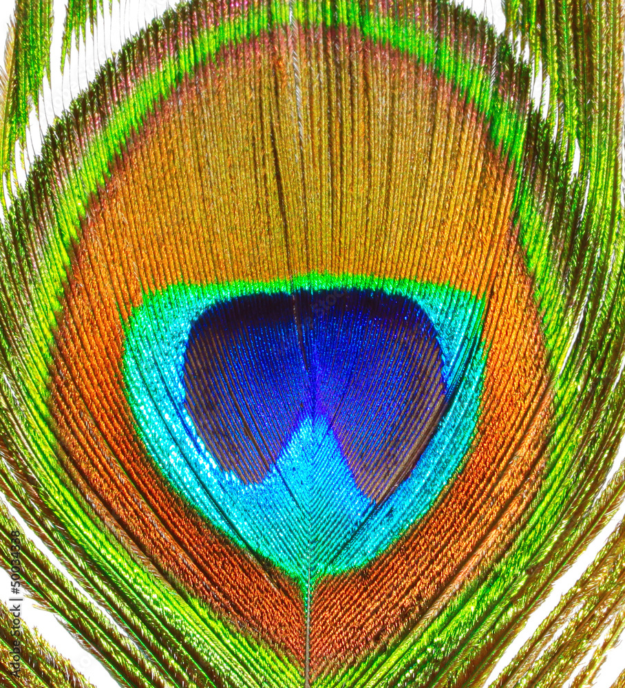 Obraz premium Peacock