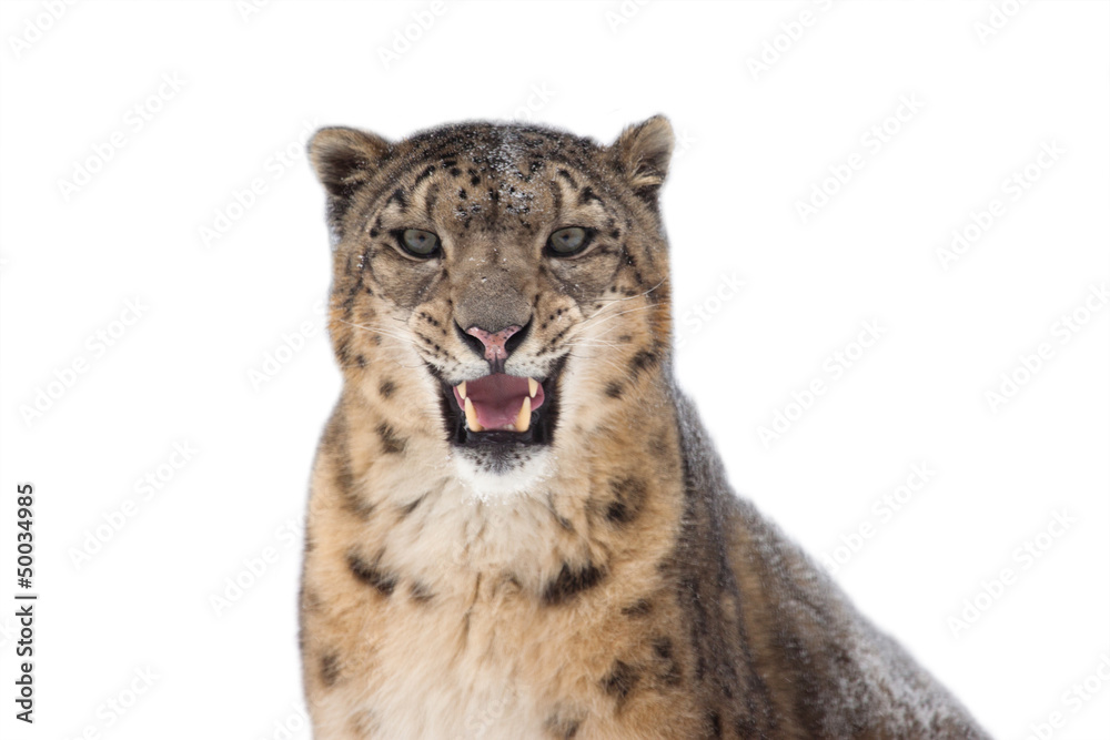 Snow leopard Snow leopard