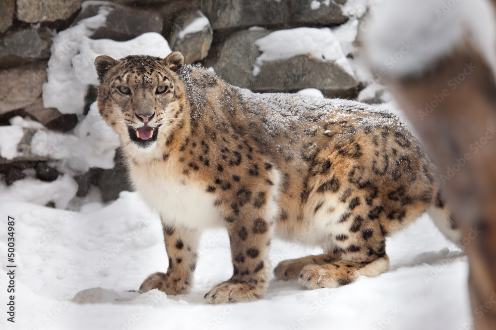 Fototapeta premium Snow leopard