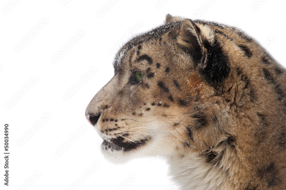 Obraz premium Snow leopard