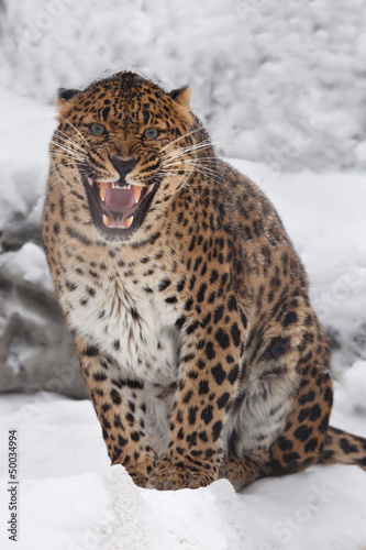 Leopard