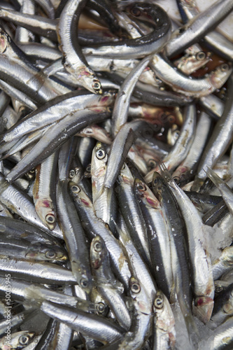sardinen,fischgeschäft