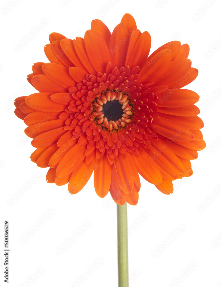 african daisy african daisy