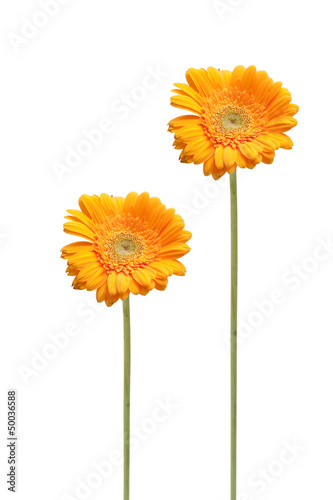 two daisy