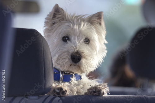 Fototapeta Naklejka Na Ścianę i Meble -  Westy terrier on car