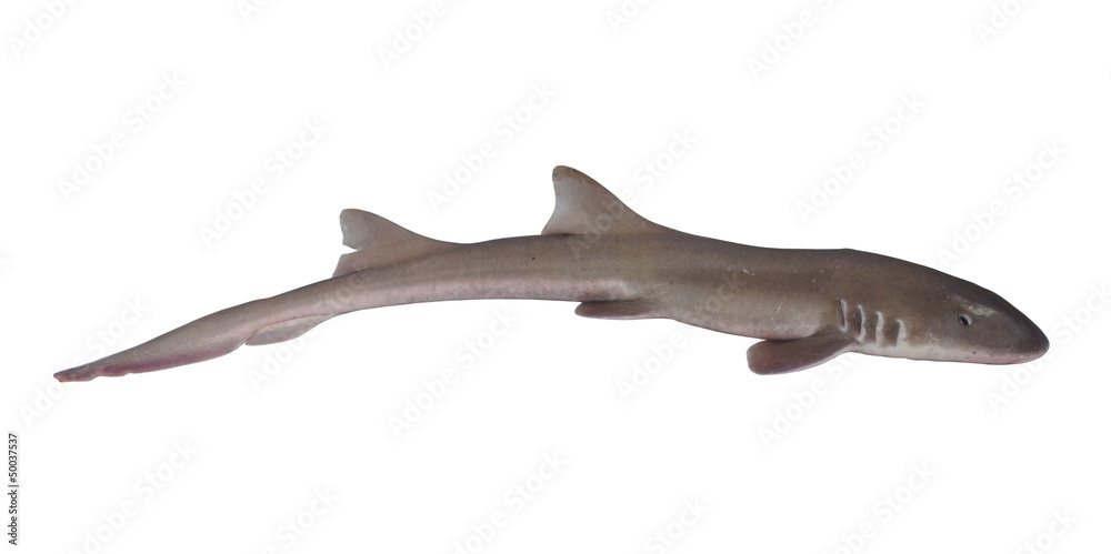 Fototapeta premium Whole fresh shark isolated on white background