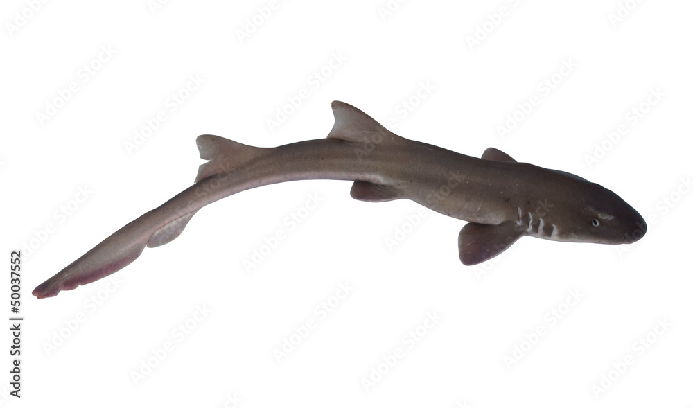 Fototapeta premium Whole fresh shark isolated on white background