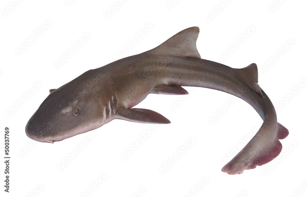 Fototapeta premium Whole fresh shark isolated on white background