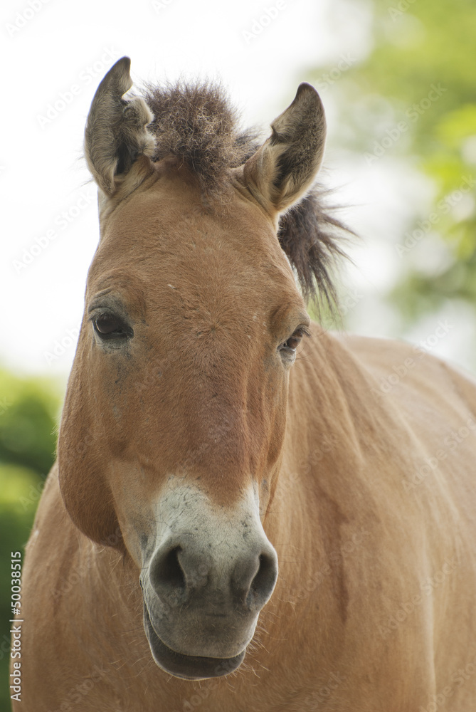 Fototapeta premium Przewalski's horse