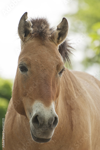 Przewalski's horse © kerstiny