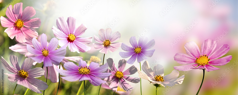 Obraz premium kwiaty