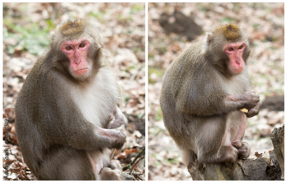 Wild monkey standing