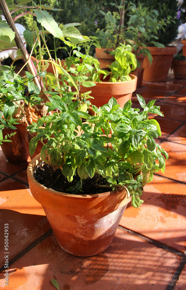 Herbs in the pot