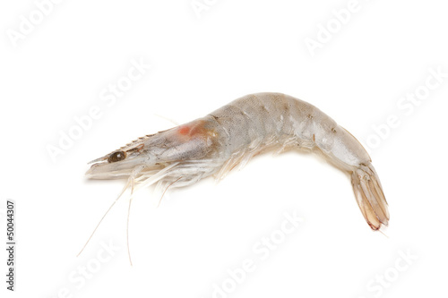 prawn white