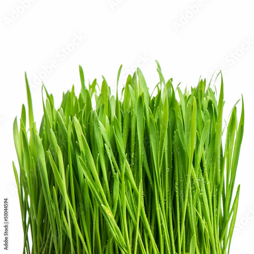 fresh green spring grass with water drops