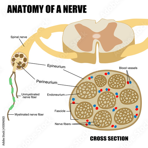 Anatomy of a nerve photo