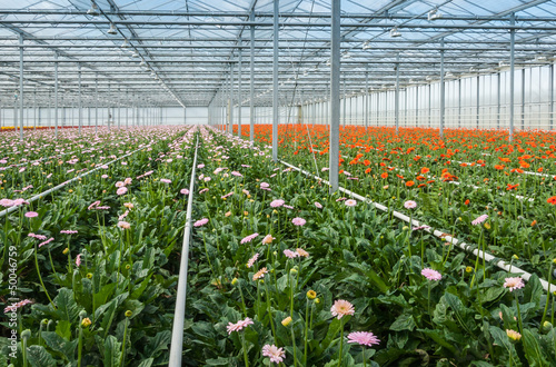 Pink and orange flowering gerbaras in a modern flower nursery