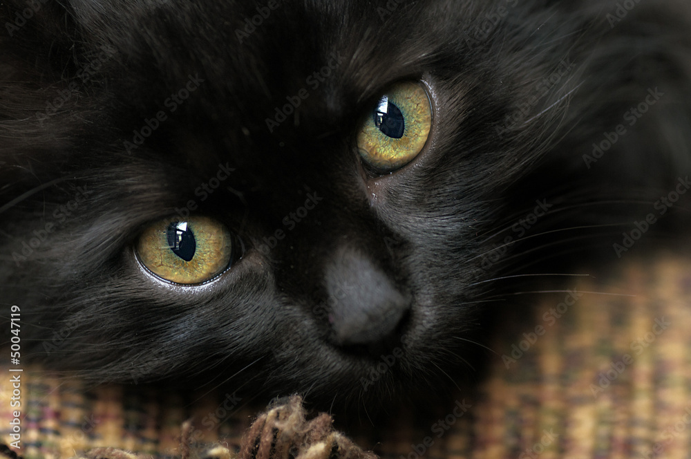 The black kitty The black kitty