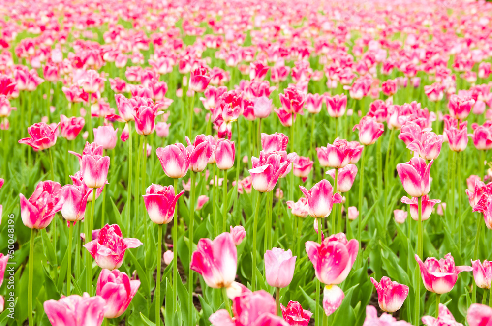  tulips field in spring time