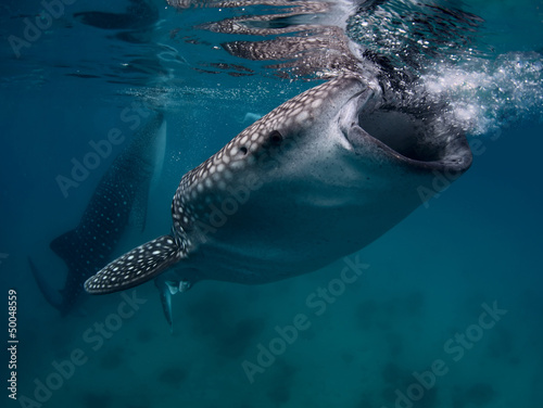 Whale shark © Dudarev Mikhail