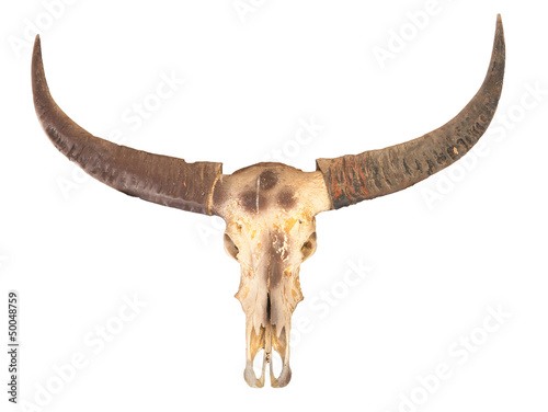 buffalo skull © witthaya