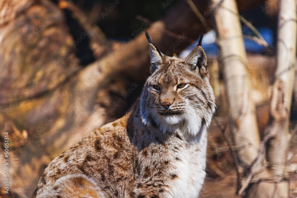 Lynx in park