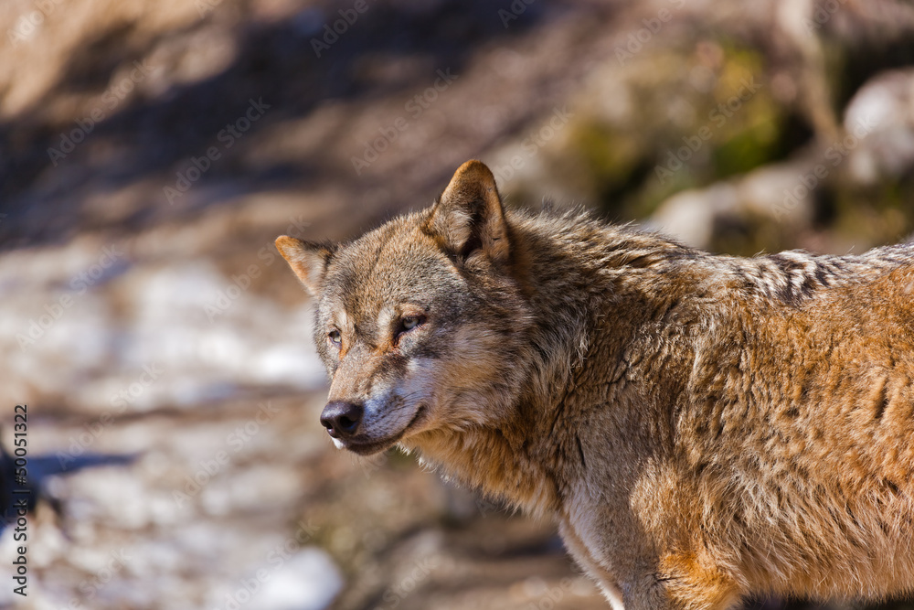 Wolf in park